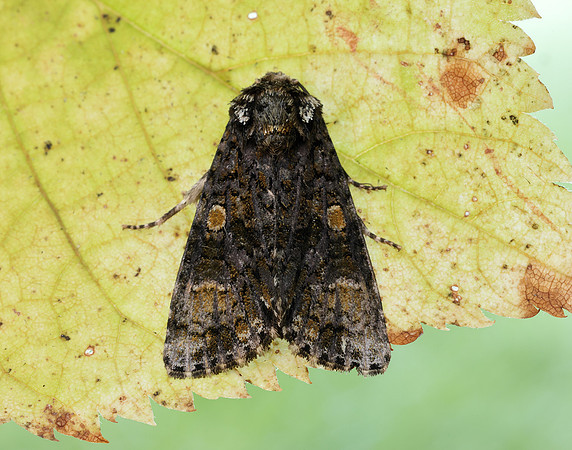 73.047 BF2291 Coronet Craniophora ligustri