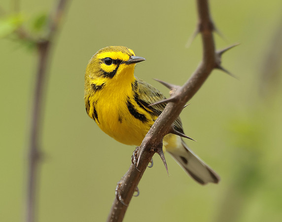 Prairie Warbler Setophaga discolor