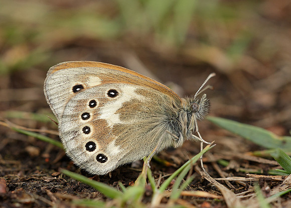 Large Heath Coenonympha tullia davus
