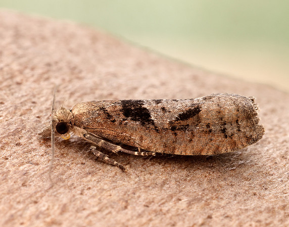 49.231 BF1155 Epinotia brunnichana