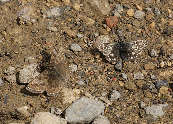 Dingy Skipper Erynnis tages