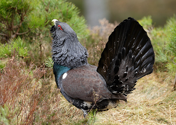 Capercaillie Tetrao urogallus
