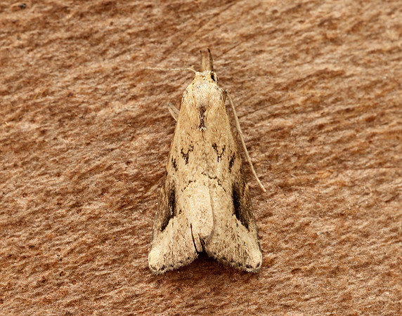 72.060 BF2485 Marsh Oblique-barred Hypenodes humidalis