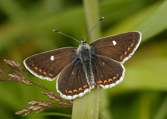Northern Brown Argus Aricia artaxerxes artaxerxes