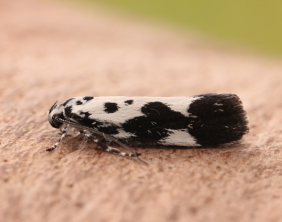 33.002 BF719 Ethmia quadrillella