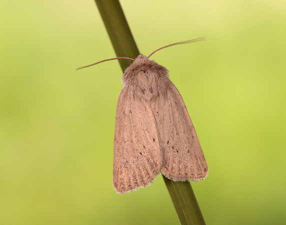 73.149 BF2347  Concolorous Photedes extrema