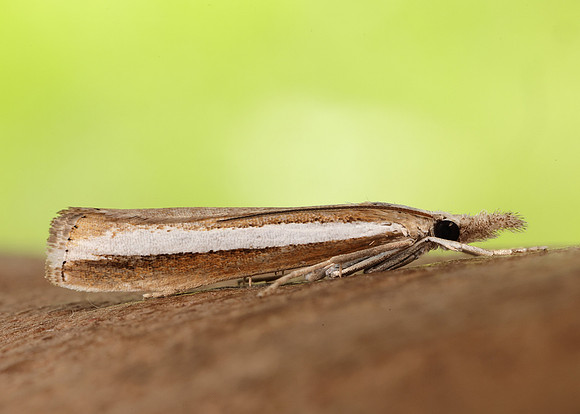 63.091 BF1307 Agriphila latistria