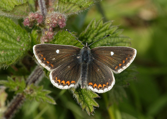 Northern Brown Argus Aricia artaxerxes artaxerxes