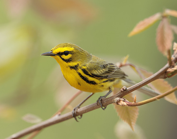 Prairie Warbler Setophaga discolor
