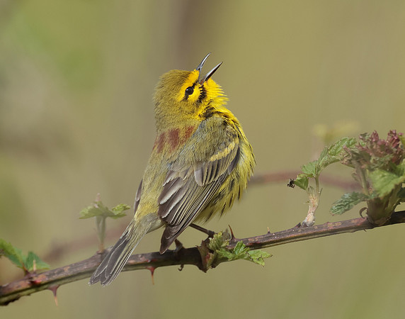 Prairie Warbler Setophaga discolor