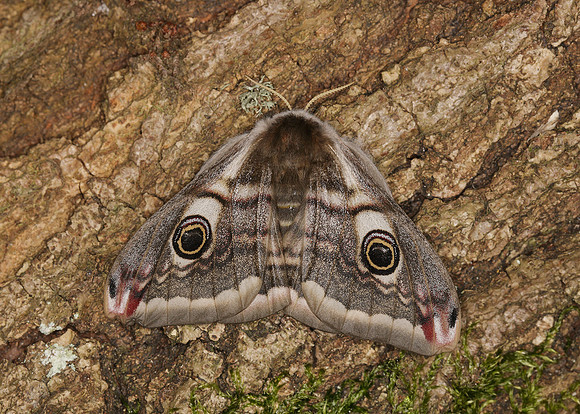 68.001BF 1643 Emperor Moth Saturnia pavonia