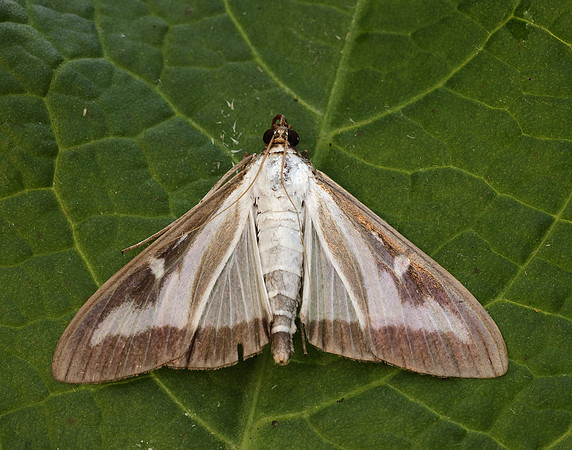 63.054 BF1409a Box-tree Moth Cydalima perspectalis