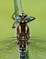 Hairy Dragonfly Brachytron pratense