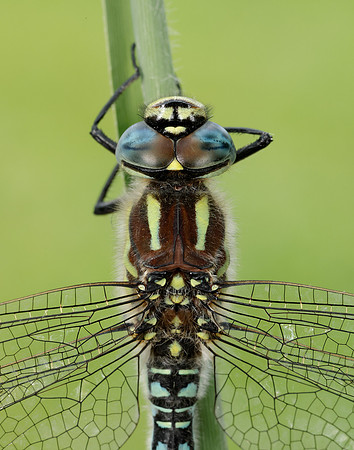 Hairy Dragonfly Brachytron pratense