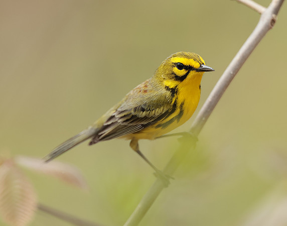 Prairie Warbler Setophaga discolor