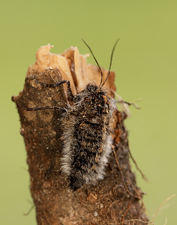 70.249 BF1929 Rannoch Brindled Beauty Lycia lapponaria