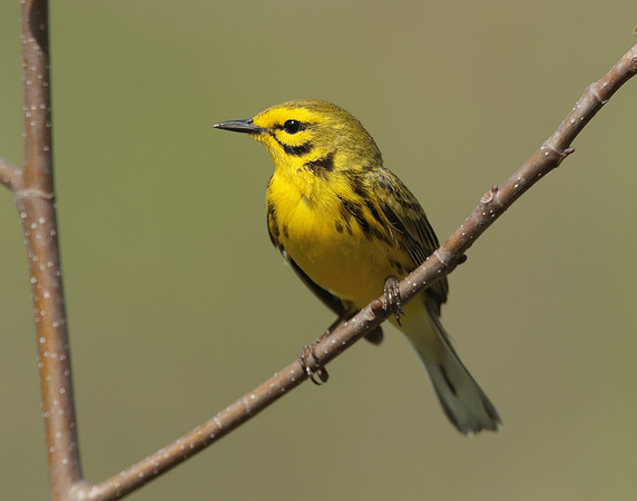 Prairie Warbler Setophaga discolor