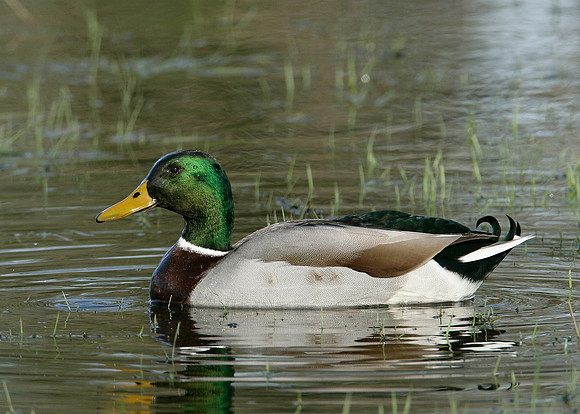 Mallard Anas platyrhynchos