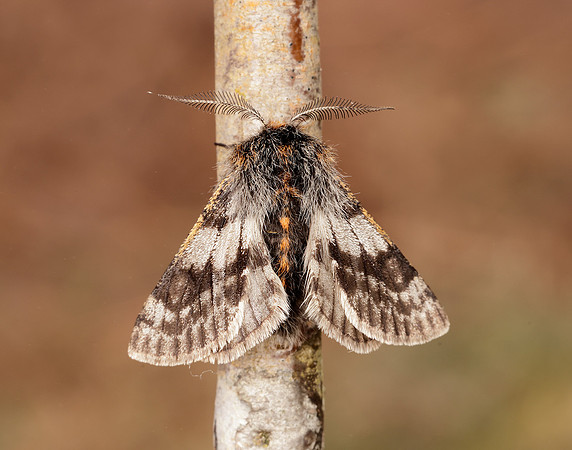 70.249 BF1929 Rannoch Brindled Beauty Lycia lapponaria