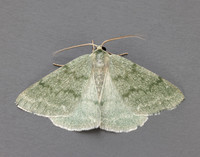 70.297 BF1665 Grass Emerald Pseudoterpna pruinata