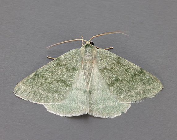 70.297 BF1665 Grass Emerald Pseudoterpna pruinata