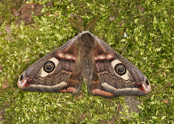 68.001BF 1643 Emperor Moth Saturnia pavonia