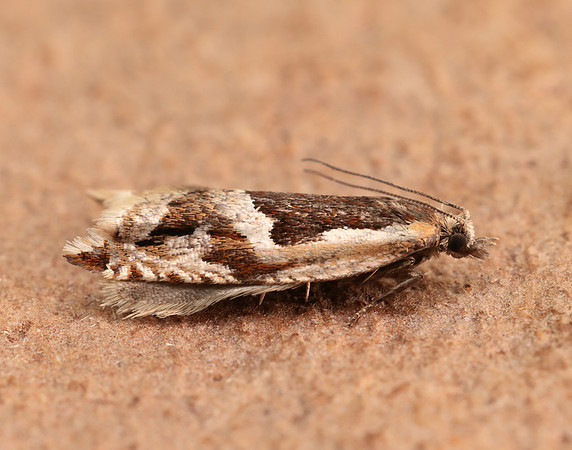 49.211 BF1128 Ancylis myrtillana