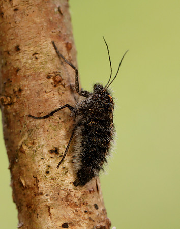 70.249 BF1929 Rannoch Brindled Beauty Lycia lapponaria