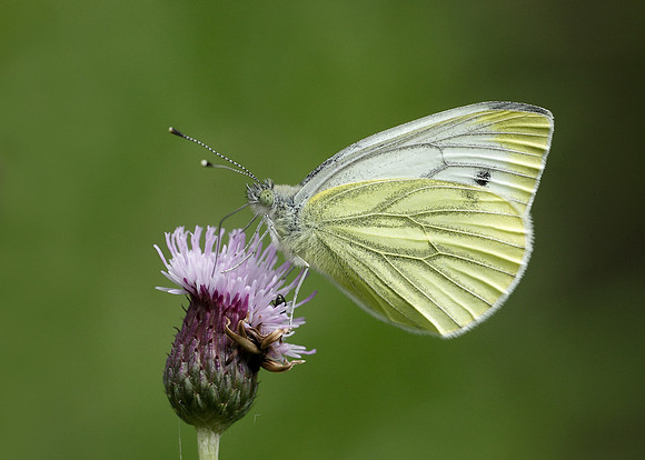 Green-veined White Pieris napi