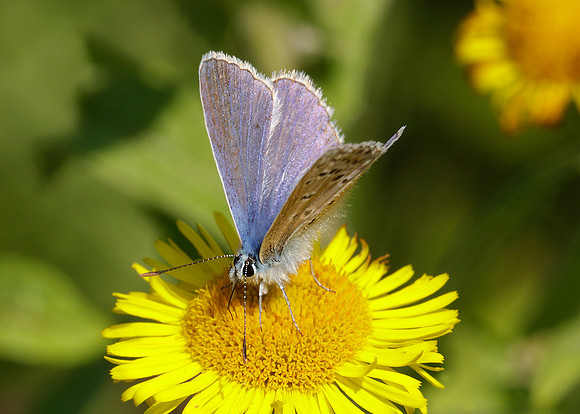Common Blue Polyommatus icarus