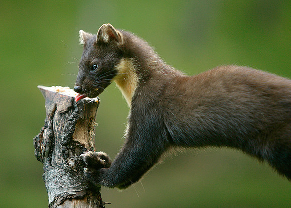 Pine Marten Martes martes