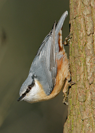 Nuthatch Sitta europaea