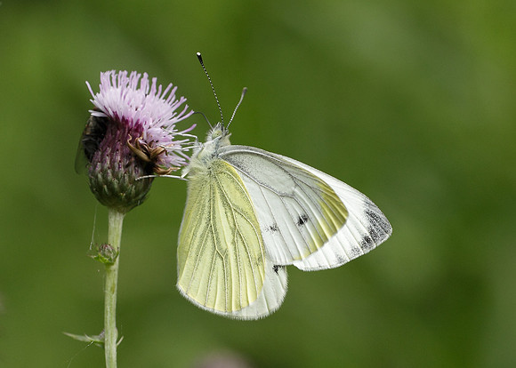 Green-veined White Pieris napi