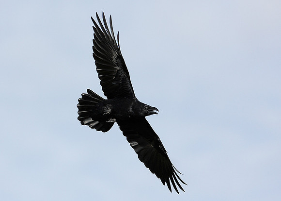 Raven Corvus corax