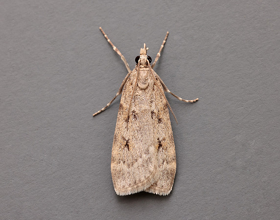 63.062 BF1332 Scoparia subfusca