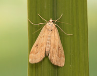 63.117 BF1348 Ringed China-mark Parapoynx stratiotata