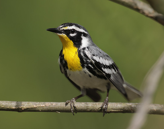 Yellow-throated Warbler  Setophaga dominica