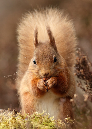 Red Squirrel Sciurus vulgaris