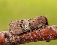 65.010 BF1654 Figure of Eighty Tethea ocularis