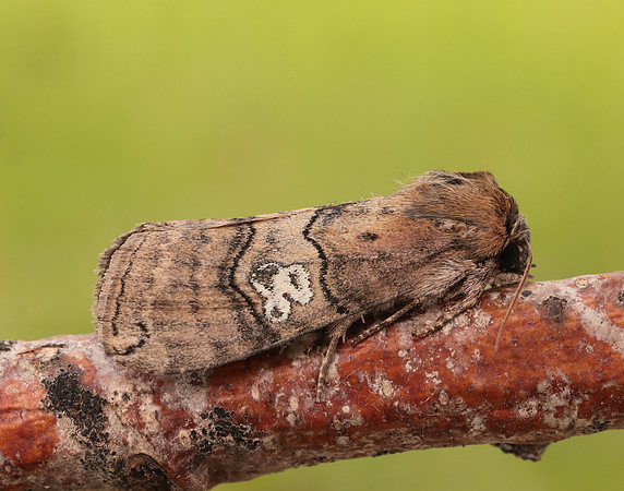 65.010 BF1654 Figure of Eighty Tethea ocularis