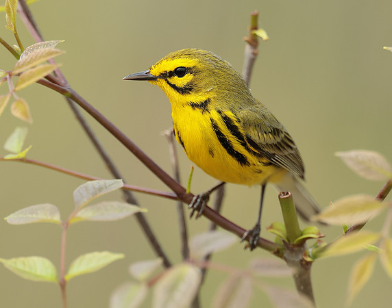 Prairie Warbler Setophaga discolor