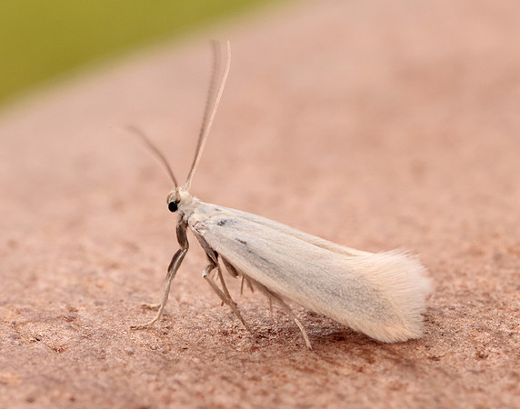 38.004 BF610 Elachista argentella