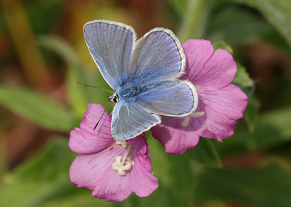 Common Blue Polyommatus icarus