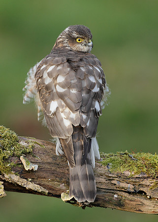 Sparrowhawk Accipiter nisus