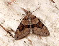 70.081 BF1768 Grey Pine Carpet Thera obeliscata