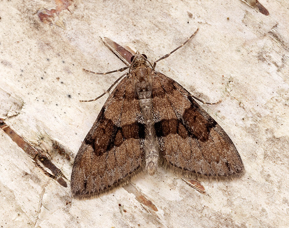 70.081 BF1768 Grey Pine Carpet Thera obeliscata