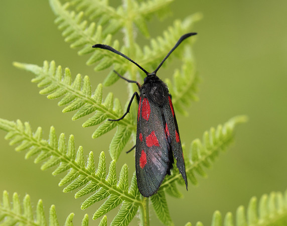 54.007 BF168 New Forest Burnet Zygaena viciae