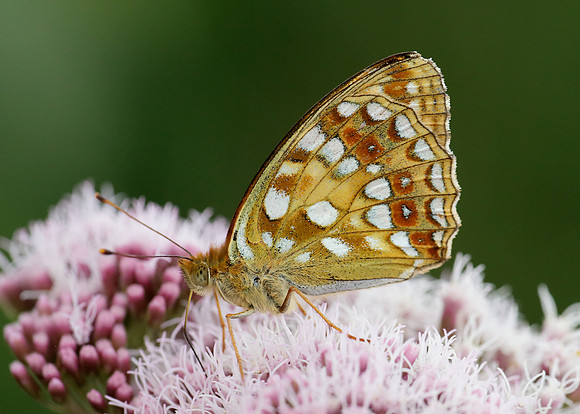 High Brown Fritillary Argynnis adippe