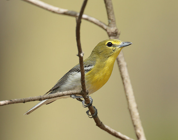 Yellow-throated Vireo Vireo flavifrons