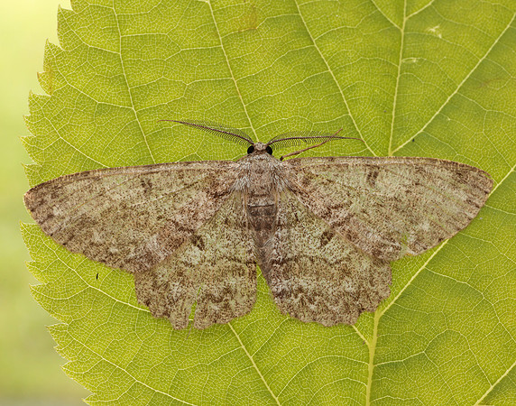 70.268 BF1944 Pale Oak Beauty Hypomecis punctinalis